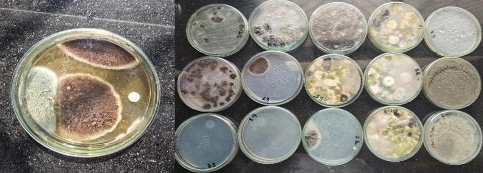 Fungal Isolation of keratinolytic fungi om PDA.
