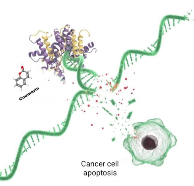 Coumarin inhibits topoisomerase 2, leading to cellular apoptosis