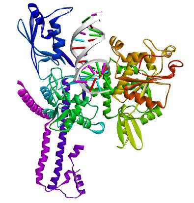 Human topoisomerase IIα (PDB ID: 4FM9).