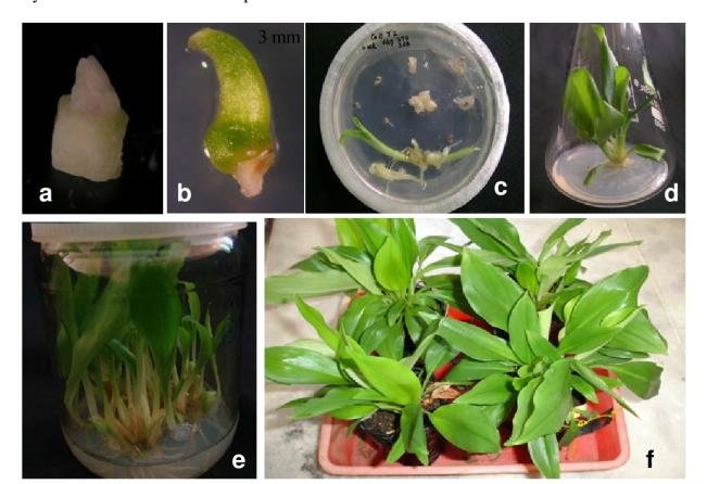 In vitro plant micropropagation and shoot regeneration stages from apical explants of Kaempferia galanga L. (8).