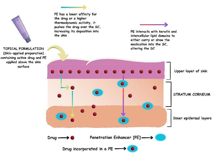 Mechanism of polymeric enhancing skin permeation.