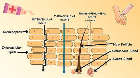 Pharmacokinetics of polymer-based topical drug absorption.