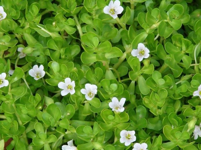 Flowers and leaves of Brahmi.