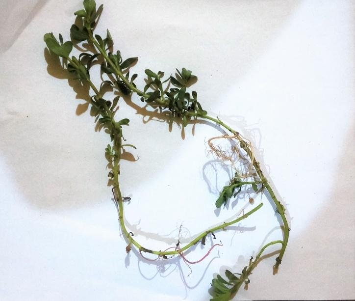Whole plant of Bacopa monnieri.