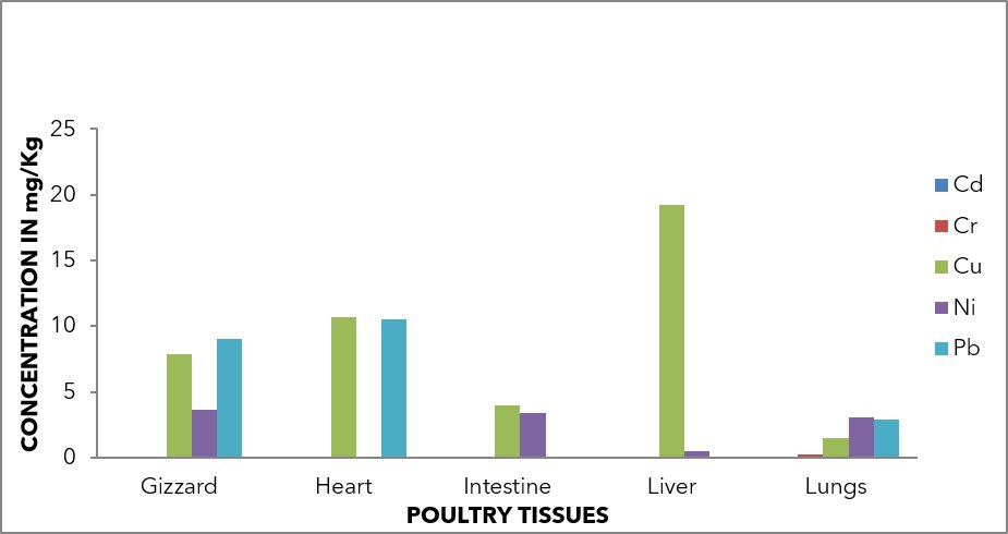 Mean heavy metal concentrations in tissues of local chickens.